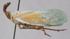 Enchophora prasina