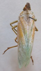 Enchophora prasina