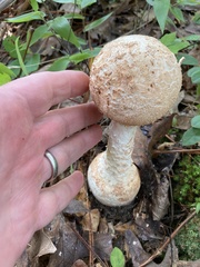 Amanita rhopalopus