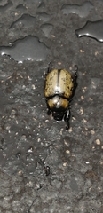 Dynastes tityus