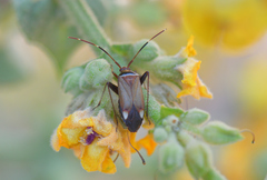 Adelphocoris vandalicus