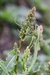 Rumex aquaticus protractus