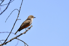 Pyrocephalus rubinus