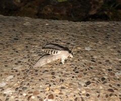 Erinnyis ello encantada
