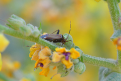 Adelphocoris vandalicus