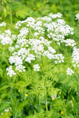 Anthriscus sylvestris