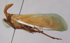 Enchophora prasina