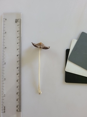 Coprinellus xanthothrix