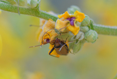 Adelphocoris vandalicus