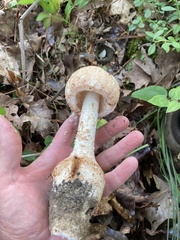 Amanita rhopalopus