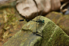 Melligomphus sinicus