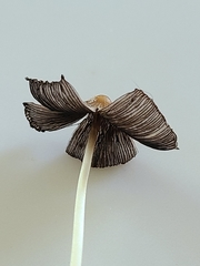 Coprinellus xanthothrix
