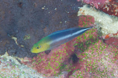 Pseudochromis bitaeniatus