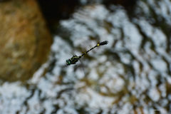 Melligomphus sinicus