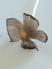 Coprinellus xanthothrix