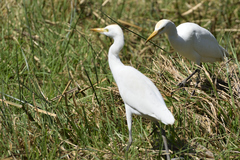 Bubulcus ibis