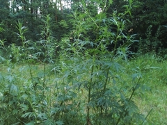 Artemisia vulgaris