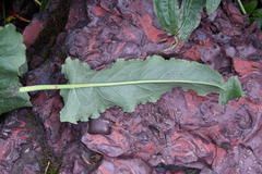 Rumex aquaticus protractus