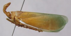 Enchophora prasina