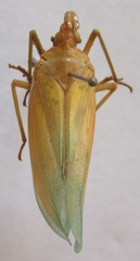 Enchophora prasina