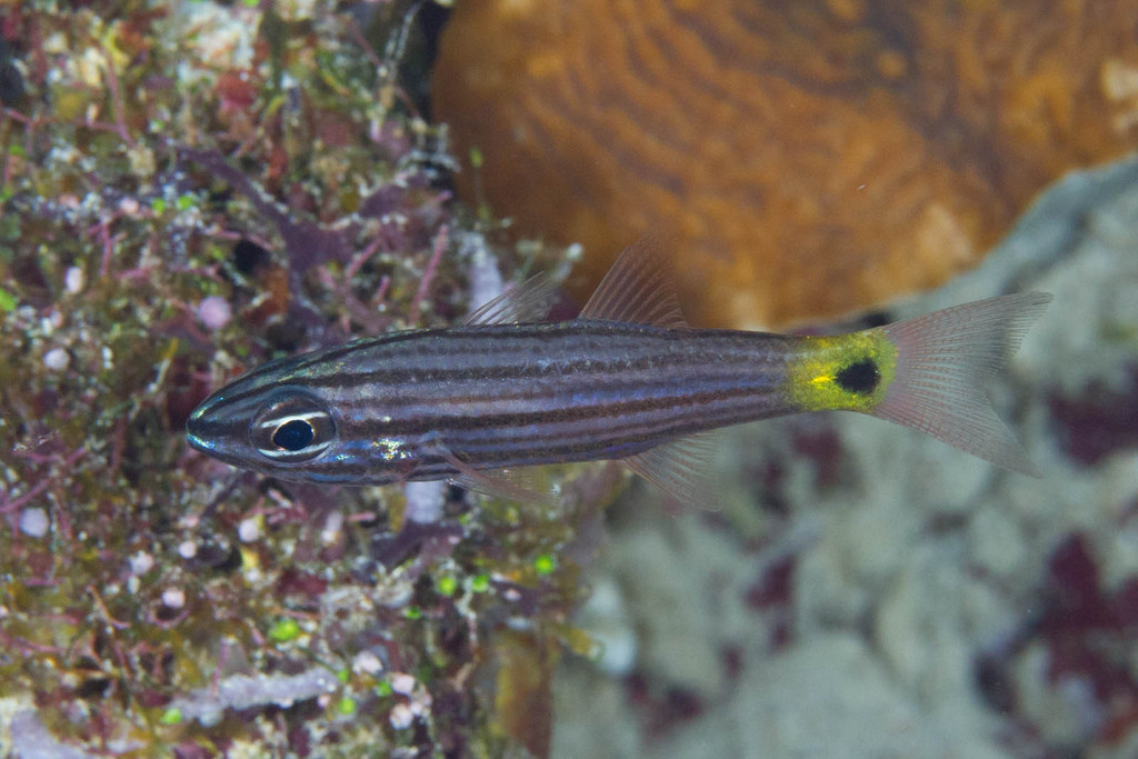 Arrow-tooth cardinal (Cheilodipterus artus) — Apogonidae