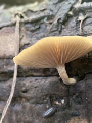 Simocybe largispora
