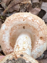 Amanita rhopalopus