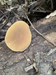 Simocybe largispora