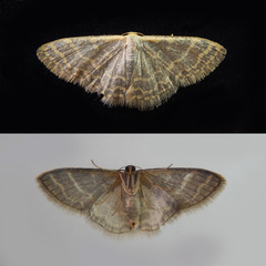 Idaea costiguttata