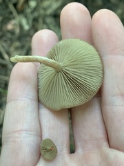 Simocybe largispora