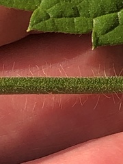 Agrimonia gryposepala