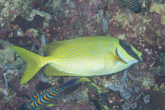 Siganus puellus