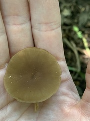 Simocybe largispora
