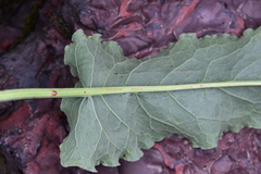 Rumex aquaticus protractus