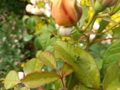 Leptophyes punctatissima