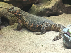 Uromastyx