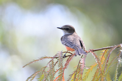 Pyrocephalus rubinus