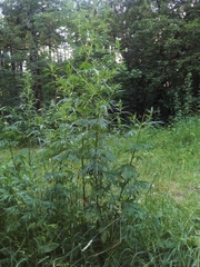Artemisia vulgaris
