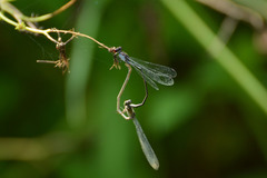 Pseudagrion pruinosum
