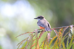 Pyrocephalus rubinus