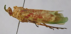 Enchophora rosacea