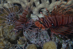 Pterois antennata