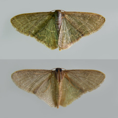 Lophophleps triangularis