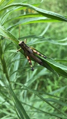 Dendrotettix quercus