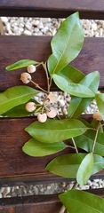 Daphnopsis americana