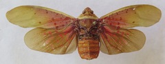 Copidocephala guttata