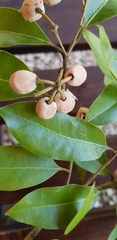 Daphnopsis americana