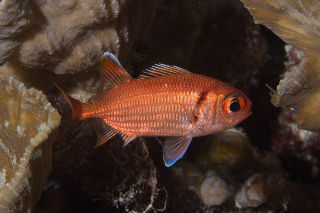 Little Soldierfish
