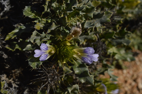 Acanthopsis nitida · iNaturalist