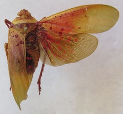 Copidocephala guttata